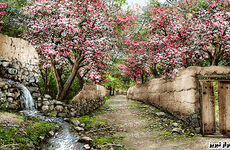 نخ و نقشه تابلو فرش منظره کوچه باغ شکوفه-یگانه فراز